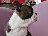 Un chiot mâle Boston Terrier marron et blanc LOF à vendre