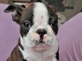 Un chiot mâle Boston Terrier marron et blanc LOF à vendre