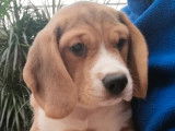 Un chiot Beagle LOF tricolore mâle disponible à la vente