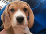 Un chiot Beagle LOF tricolore mâle disponible à la vente