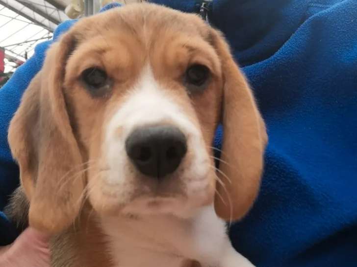 Un chiot Beagle LOF tricolore mâle disponible à la vente