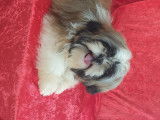 Savanne