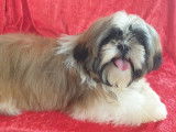 À vendre 1 chiot femelle Shih Tzu fauve et blanc LOF