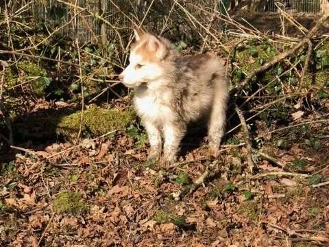 2 chiots Huskies Sibériens femelles LOF à acheter