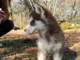 2 chiots Huskies Sib&eacute;riens femelles LOF &agrave; acheter