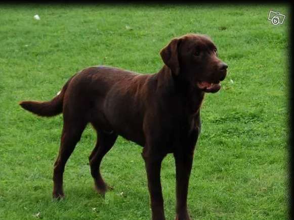 Un chien mâle Labrador Retriever de 10 ans chocolat LOF pour saillie