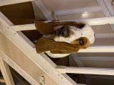 Basset Hound mâle disponible pour saillie