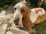 Basset Hound mâle disponible pour saillie