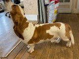 Basset Hound mâle disponible pour saillie