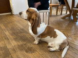 Basset Hound mâle disponible pour saillie