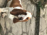 Basset Hound mâle disponible pour saillie