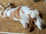 Basset Hound mâle disponible pour saillie