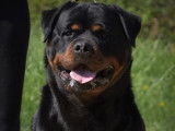 Un chien mâle Rottweiler au pelage noir et feu LOF disponible pour saillie