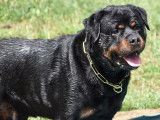 Un chien mâle Rottweiler au pelage noir et feu LOF disponible pour saillie
