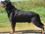 Un chien mâle Rottweiler au pelage noir et feu LOF disponible pour saillie
