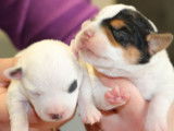 4 chiots femelles Jack Russell Terriers LOF tricolores à réserver