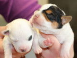 4 chiots femelles Jack Russell Terriers LOF tricolores à réserver