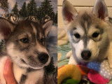 À vendre 2 chiots femelles Huskies gris et blanc LOF