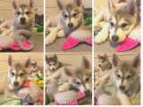 À vendre 2 chiots femelles Huskies gris et blanc LOF