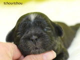 À réserver 6 chiots Shih Tzus LOF, 3 mâles et 3 femelles