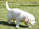 À réserver un chiot mâle Westie LOF blanc