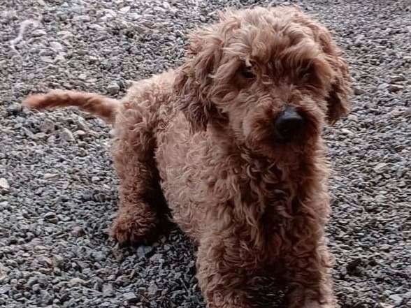 Un chien mâle Caniche de 5 ans au pelage abricot foncé à vendre LOF