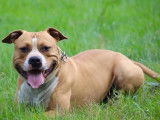 Un chien mâle Amstaff LOF de 6 ans fauve disponible pour saillie