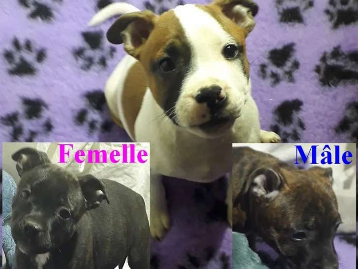 3 chiots Staffordshire Bull Terriers à vendre LOF, 2 mâles et 1 femelle