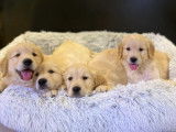 À acheter 4 chiots Golden Retrievers LOF au pelage sable
