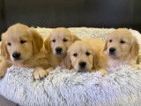 À acheter 4 chiots Golden Retrievers LOF au pelage sable