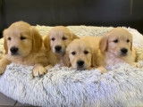 À acheter 4 chiots Golden Retrievers LOF au pelage sable