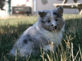 Chiots Berger des Shetland LOF à réserver