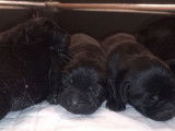 Chiots Labrador Retriever noir LOF à réserver