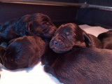 Chiots Labrador Retriever noir LOF à réserver