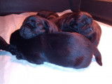 Chiots Labrador Retriever noir LOF à réserver