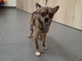 Craquant chien m&acirc;le adulte type Chihuahua non LOSH, m&eacute;rite famille aimante