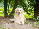 Golden Retriever femelle LOF pour saillie