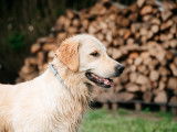 Golden Retriever femelle LOF pour saillie