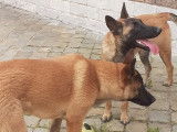 Splendides chiots Bergers Malinois couleur fauve charbonné non LOSH disponible fin avril 2022