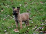 Majestueux chiots Bergers Belges Malinois fauve charbonné LOSH disponibles immédiatement à la vente