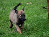 Majestueux chiots Bergers Belges Malinois fauve charbonné LOSH disponibles immédiatement à la vente
