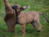 Majestueux chiots Bergers Belges Malinois fauve charbonné LOSH disponibles immédiatement à la vente