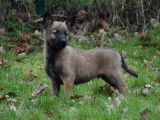 Majestueux chiots Bergers Belges Malinois fauve charbonné LOSH disponibles immédiatement à la vente