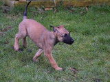 Majestueux chiots Bergers Belges Malinois fauve charbonné LOSH disponibles immédiatement à la vente