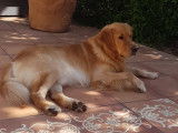 Golden Retriever mâle de 7 ans pour saillie