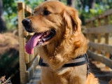Golden Retriever mâle de 7 ans pour saillie