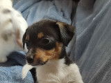 Chiots de type Jack Russell à vendre (3 mâles)
