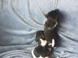 Chiots de type Jack Russell à vendre (3 mâles)