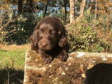 Réservation de chiots Flat Coated Retrievers (LOF) marron ou noirs