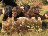 Réservation de chiots Flat Coated Retrievers (LOF) marron ou noirs